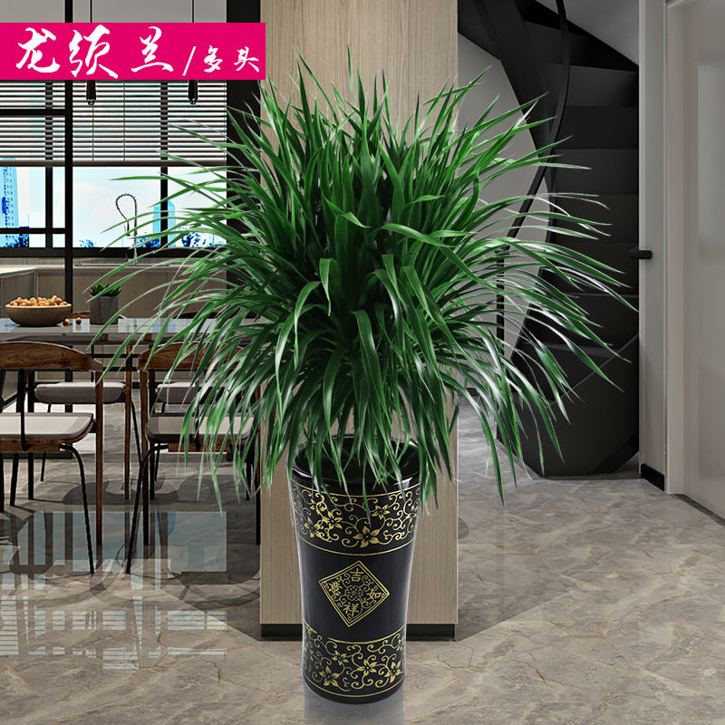 怡雅香龙血树盆栽龙须兰大型盆栽办公室净化空气吸甲醛防辐射绿植