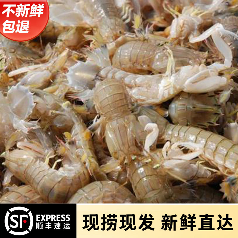 带籽皮皮虾鲜活包邮新鲜小虾姑大琵琶虾海鲜水产鲜活母皮皮虾虾爬