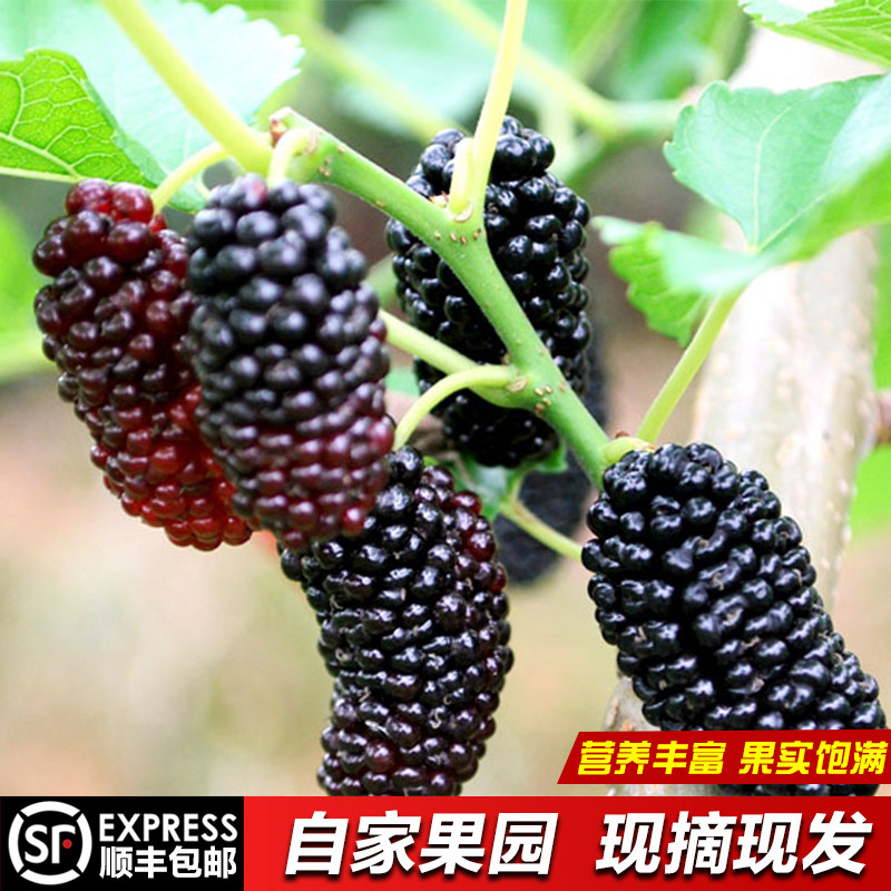 新鲜冷冻桑葚现摘现发无沙免洗黑果桑椹孕妇水果泡酒桑果酵素包邮