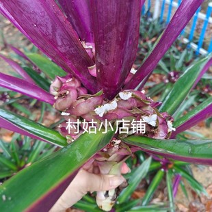 新鲜紫背万年青蚌花红螺花血见愁红面血将军紫兰枝带花叶发货500g
