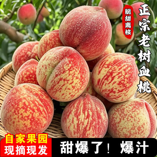 老树血桃！市面少见，脆甜爆汁