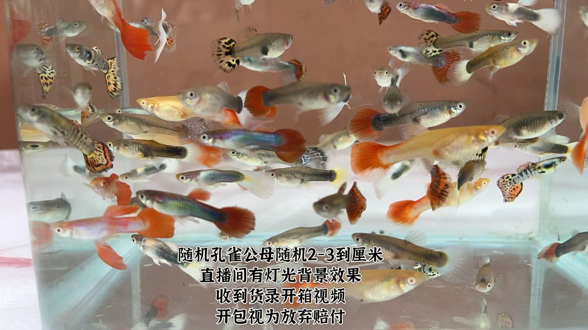 全家福精品孔雀鱼热带鱼凤尾鱼小型观赏鱼好养耐活孔雀鱼