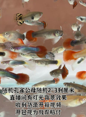 随机精品孔雀鱼热带鱼凤尾鱼小型观赏鱼好养耐活孔雀鱼