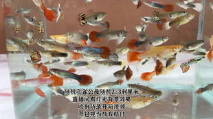 全家福精品孔雀鱼热带鱼凤尾鱼小型观赏鱼好养耐活孔雀鱼