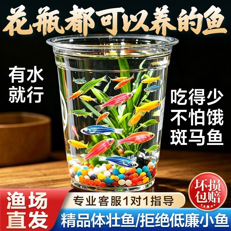 观赏鱼观赏小型七彩糖果斑马鱼淡水鱼新手好养耐活闯缸彩色小鱼