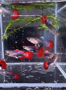巴西红扇孔雀鱼活鱼胎生鱼精品纯种孕母临产热带鱼观赏鱼小型