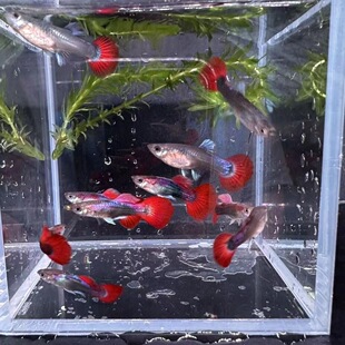 巴西红扇孔雀鱼活鱼胎生鱼精品纯种孕母临产热带鱼观赏鱼小型