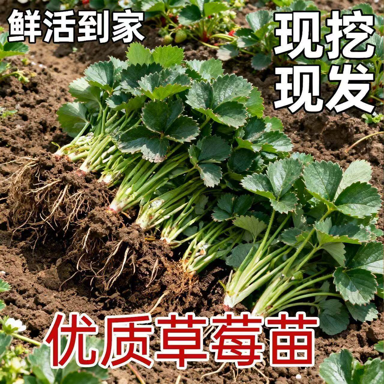 正宗奶油草莓大果现挖批发新鲜苗圃四季草莓苗南北方种植盆栽地栽