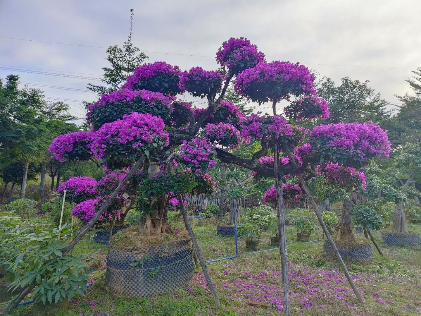 一物一拍原生造型树三角梅紫花勒杜鹃50分头庭院主景树国风庭院