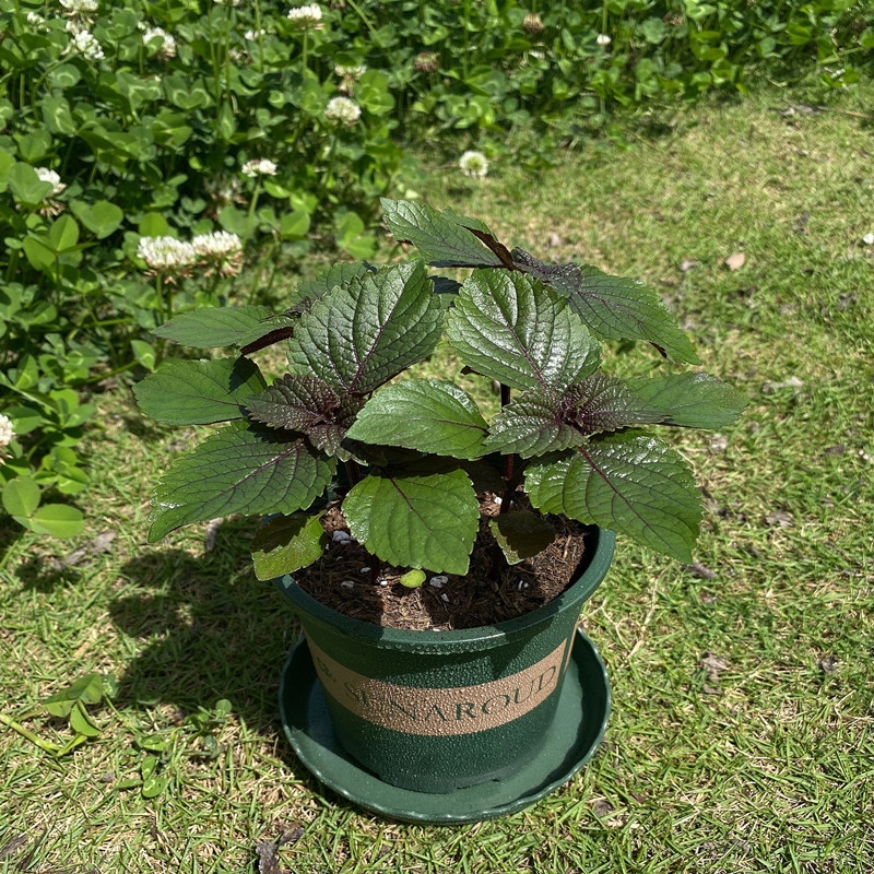 双色大叶紫苏苗盆栽可食用香叶植物庭院阳台可种植去腥新鲜苏子叶