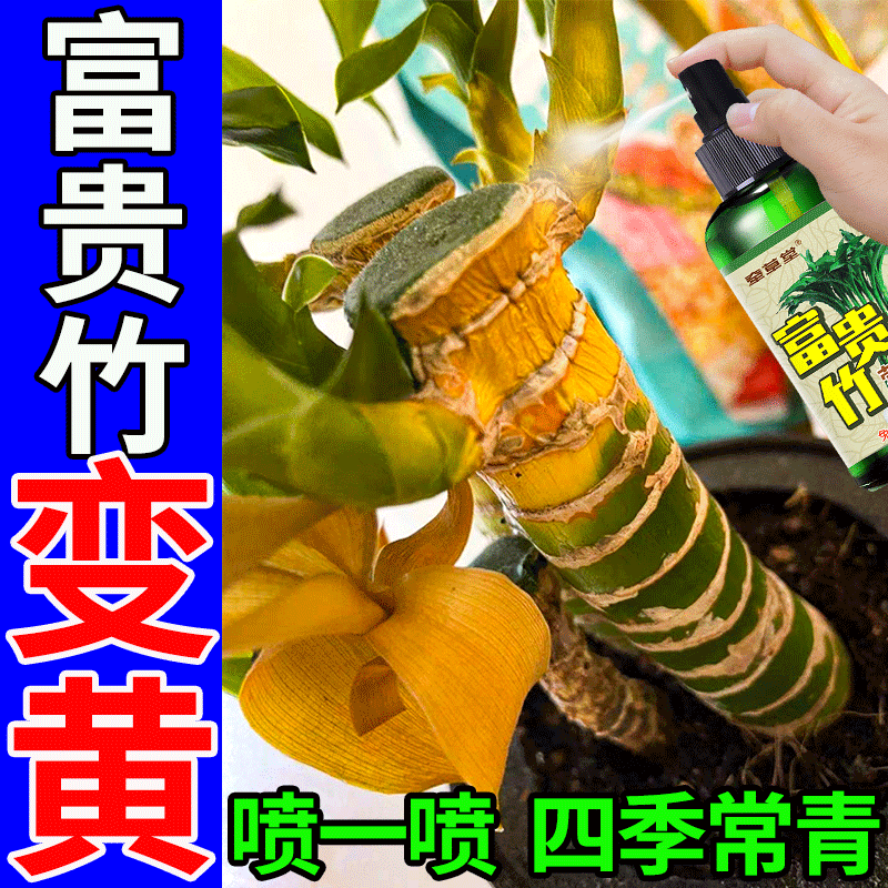 【叶子发黄怎么办】富贵竹营养液水培植物盆栽家用免稀释肥料