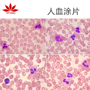 不含盒 细胞清晰 人血涂片 显微镜配套生物切片