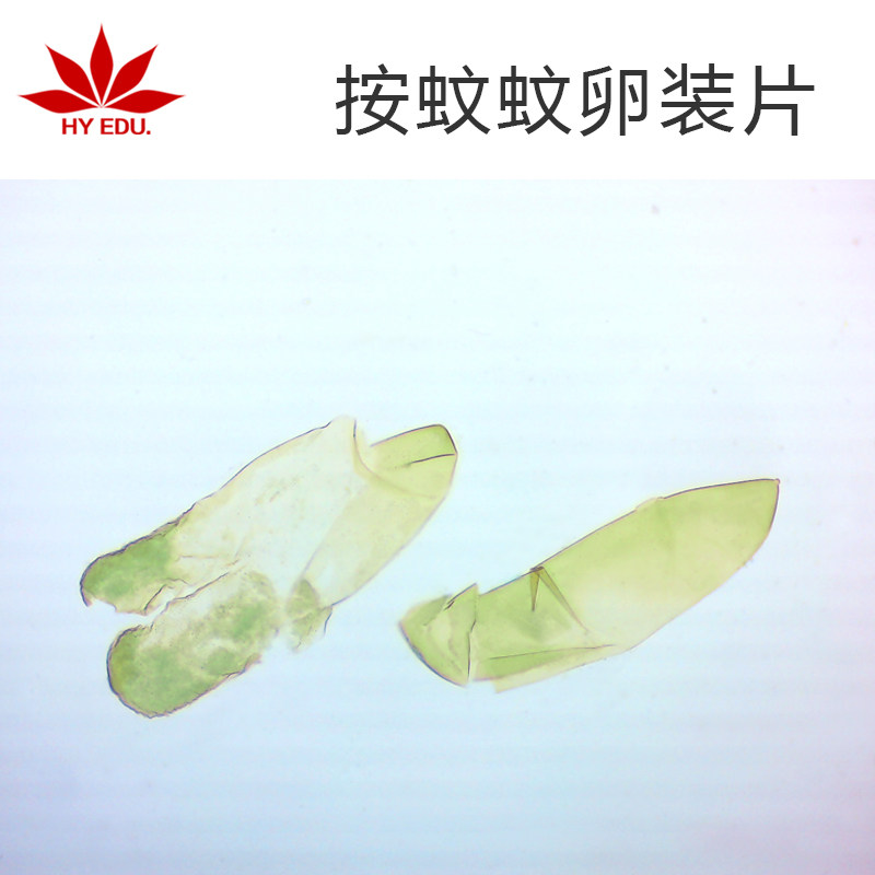 显微镜生物切片按蚊蚊卵装片 昆虫类 教学展示 成像清晰
