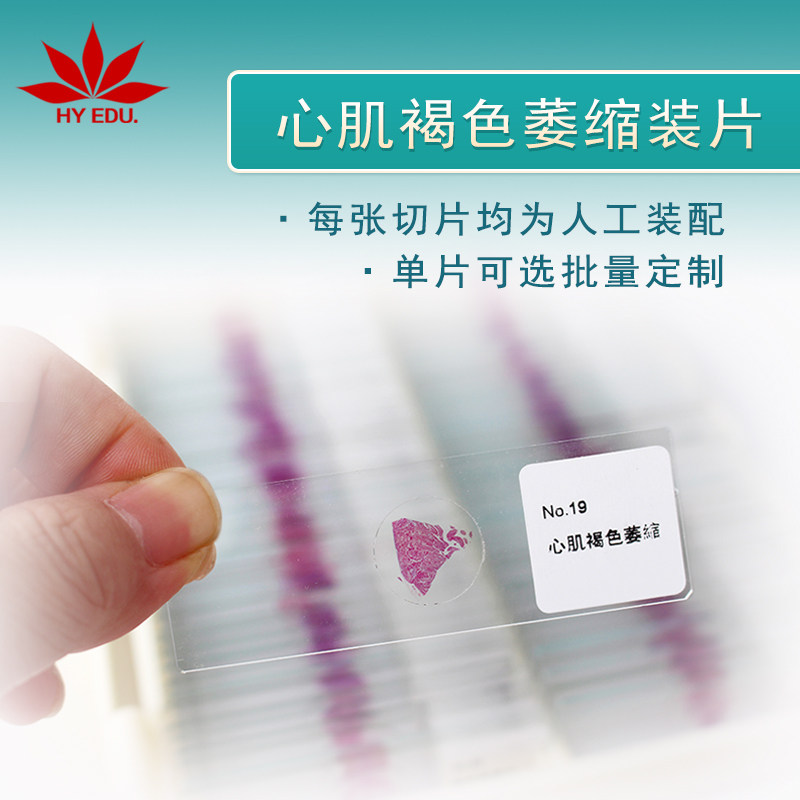 【玻璃材质】心肌褐色萎缩切片病理类细胞组织标本成像清晰