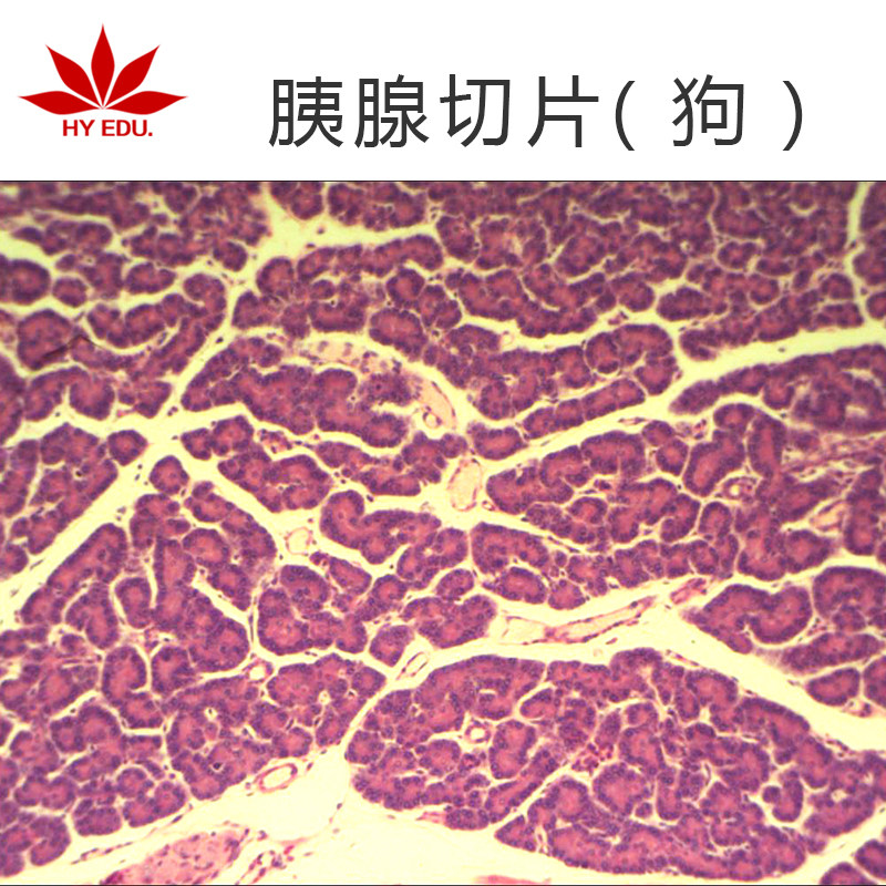 胰腺切片(狗)切片动物组织细胞切片生物实验切片生产厂家