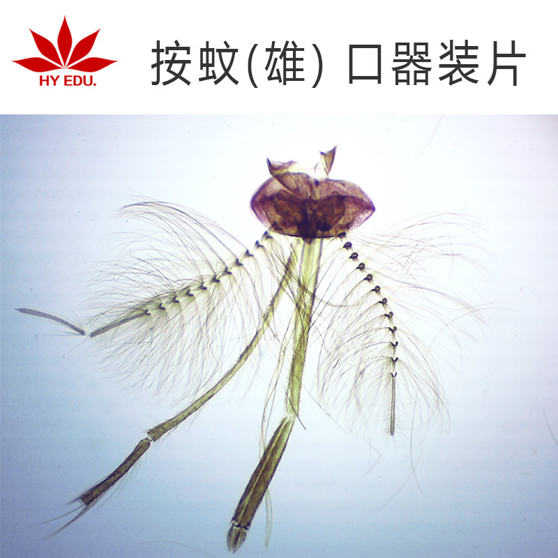 显微镜生物切片按蚊(雄)口器装片 寄生虫类 教学展示 成像清晰