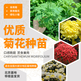农科院菊花苗食用大菊花小苗胎菊茶菊绿化菊地被小菊四季阳台盆栽