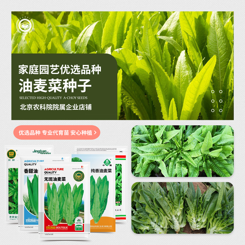 农科院油麦菜种子大颗甜脆凤尾香麦菜四季阳台盆栽菜园蔬菜种籽孑