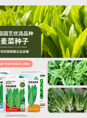 农科院油麦菜种子大颗甜脆凤尾香麦菜四季阳台盆栽菜园蔬菜种籽孑