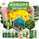 农科院黄瓜种子京研水果黄瓜迷你小黄瓜阳台盆栽四季 播蔬菜种籽孑