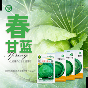 北京农科院春甘蓝种子包菜卷心菜圆白菜露地大棚阳台盆栽蔬菜种籽