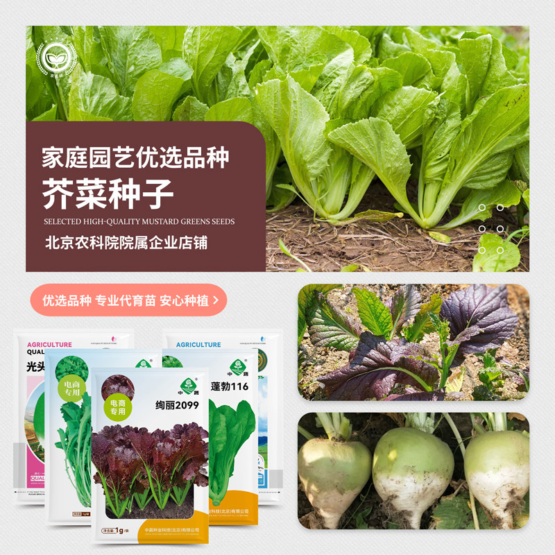 农科院芥菜种子叶芥光头芥菜小花叶芥雪里蕻阳台菜园四季蔬菜种子