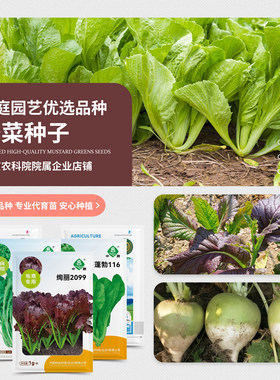 农科院芥菜种子光头梅干菜雪里蕻