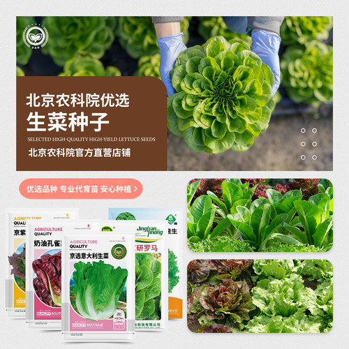 农科院生菜种子四季易种水培蔬菜