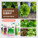 农科院生菜种子罗马直立沙拉菜莴苣玻璃球生菜紫红水培菜蔬菜籽孑