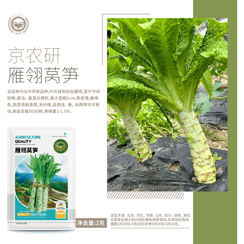 【农科院推荐】绿莴笋种子耐寒蔬菜雁翎莴笋种子蔬菜种子阳台盆栽