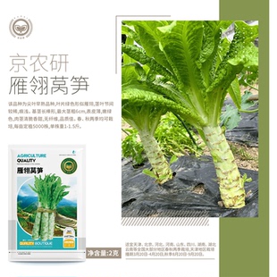 【农科院推荐】绿莴笋种子耐寒蔬菜雁翎莴笋种子蔬菜种子阳台盆栽