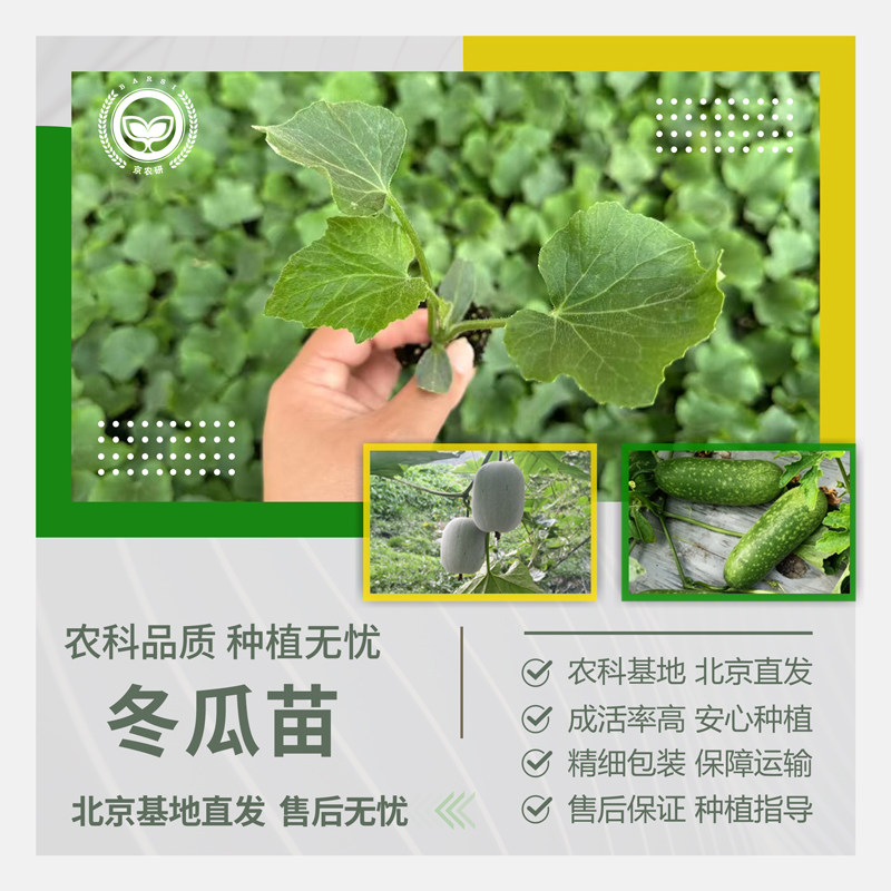 农科院冬瓜苗一串铃粉皮黑皮大冬瓜水果小冬瓜阳台庭院地栽蔬菜苗