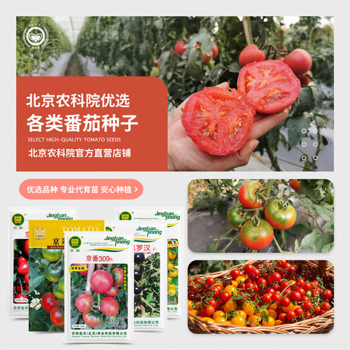 北京农科院草莓番茄普罗旺斯种子