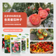 农科院番茄种子原味京采草莓西红柿普罗旺斯沙瓤牛排柿子蔬菜籽孑