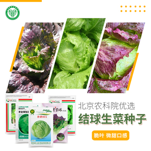 北京农科院球生菜种子脆叶结球西生菜包菜阳台盆栽露地沙拉蔬菜籽