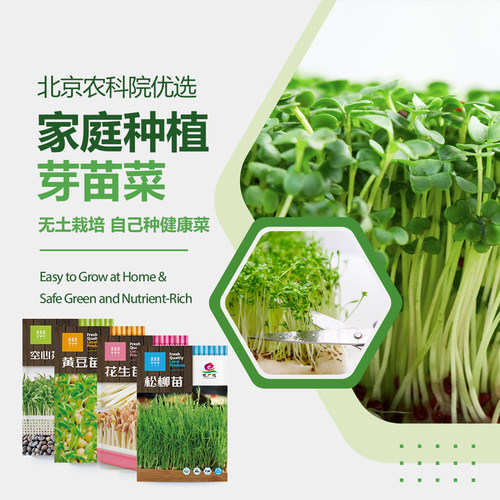 芽苗菜农科院水培菜种子家庭阳台