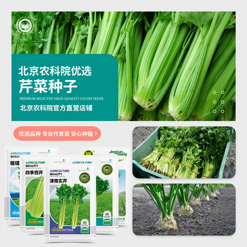 农科院四季芹菜种子纤维少脆嫩甜