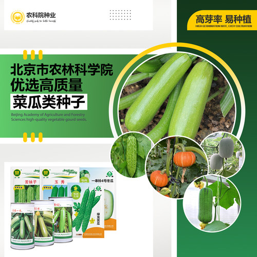 农科院菜瓜大棚阳台四季蔬菜种子