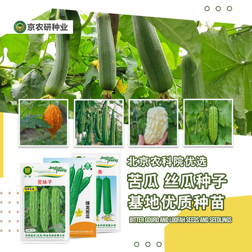 农科院苦瓜种子肉丝瓜籽四季瓜菜