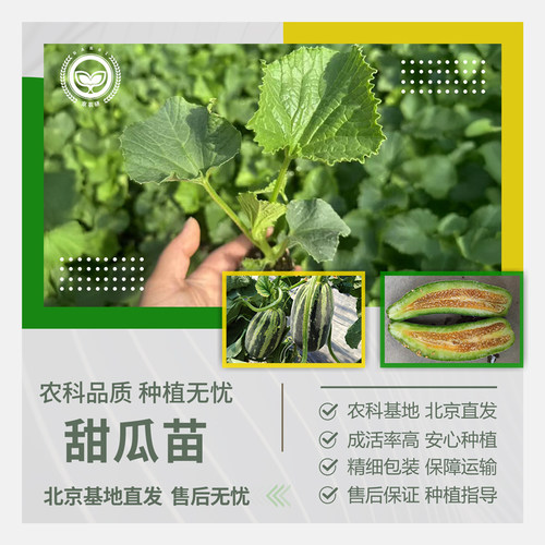 农科院甜瓜秧苗羊角蜜脆酥薄皮