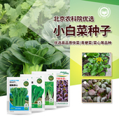 小油菜种子青梗菜上海青小白菜四季 快菜阳台盆栽农科院蔬菜种籽孑