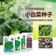 小油菜种子青梗菜上海青小白菜四季 快菜阳台盆栽农科院蔬菜种籽孑