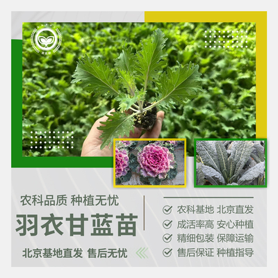 羽衣甘蓝苗抗冻耐寒四季阳台盆栽