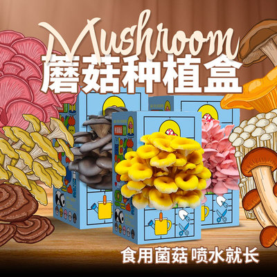 蘑菇种植盒可食用菌菇喷水就生长