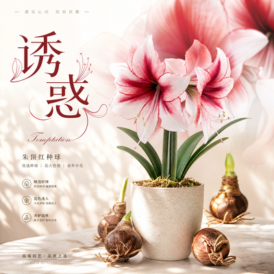 农科院朱顶红种球诱惑单瓣鬼魅