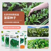 京研菠菜种子大叶圆叶菠菜种子越夏越冬菠菜农科院易种蔬菜种籽孑