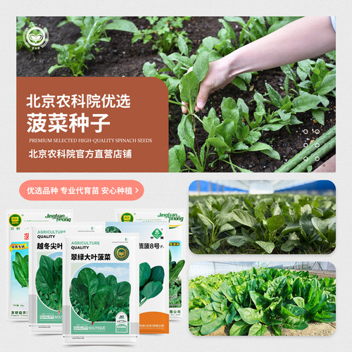 菠菜种子农科院京研四季耐寒耐热