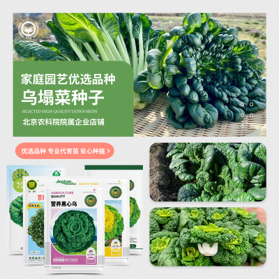 农科院乌塌菜种子黄心乌黑塔菜