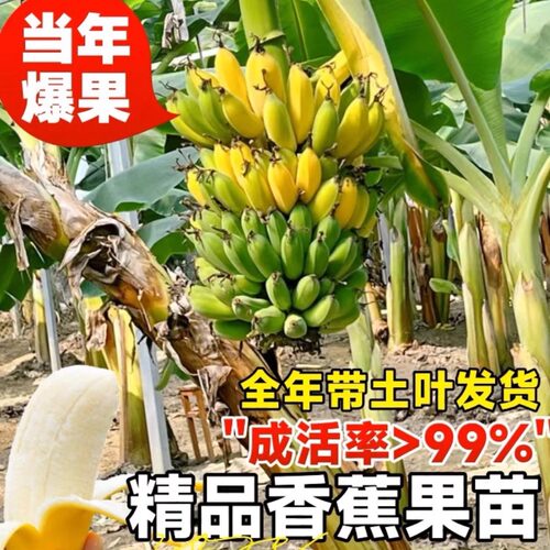 矮化耐寒香蕉树苗芭蕉当年结果