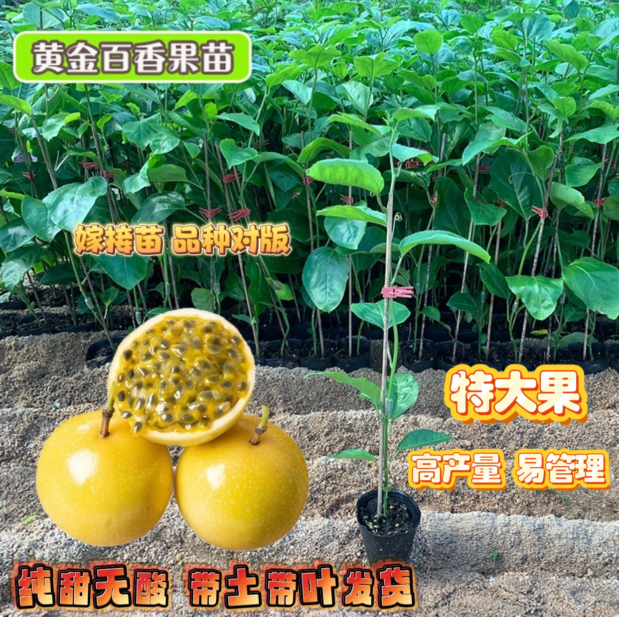 纯甜黄金9号百香果树苗批发四季结果嫁接苗阳台楼顶庭院爬藤盆栽,鲜花速递/花卉仿真/绿植园艺,果树,淘宝优惠券,粉丝福利购,淘宝优惠卷